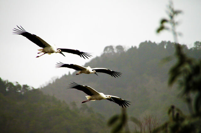 Park of the Oriental White Stork (Toyooka city, Hyogo)
