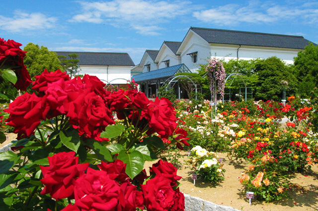 Ayabe Rose Garden (Ayabe city, Kyoto)