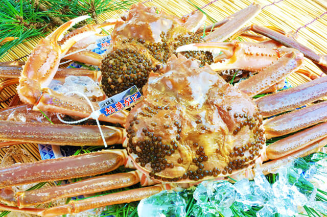Matsuba-gani crab (Shinonsen town, Hyogo)